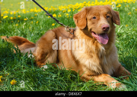 Rosso sorridente cane Razza Nova Scotia Duck Tolling Retriever (Toller) giacente su un prato verde fioritura Foto Stock