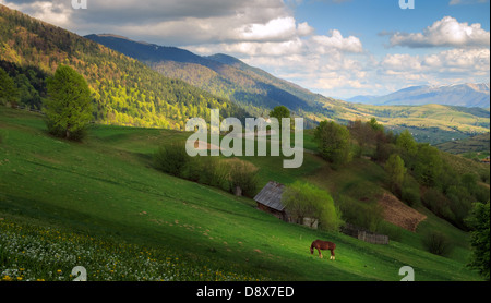 Molla di sera Nuvoloso paesaggio rurale con un cavallo rosso in Mizhhiria, montagne dei Carpazi. Foto Stock