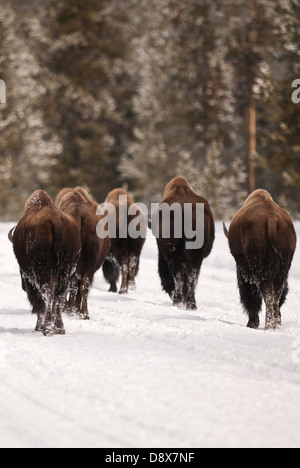 Allevamento di bufalo americano o Bison a piedi attraverso la neve in inverno attraverso il Parco Nazionale di Yellowstone Wyoming Foto Stock