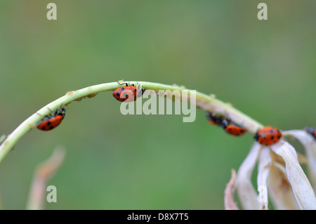 Ladybugs mangiare afidi sulla pianta Foto Stock