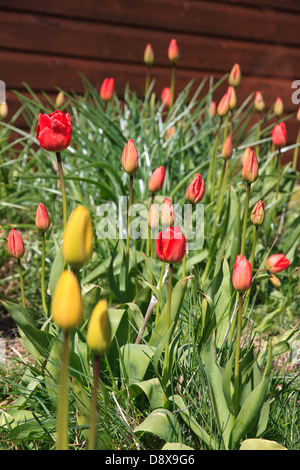 Nuova apertura in rosso e tulipani gialli in un giardino Foto Stock