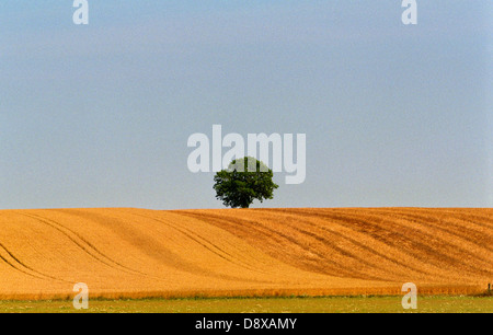Un albero solitario su un campo. Foto Stock