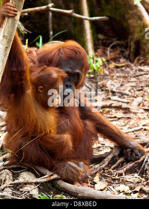 Orangutan madre e cub Foto Stock