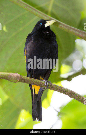 Giallo-rumped Cacique, Cacicus cela, lo Zoo di Cali, Cali, Colombia Foto Stock