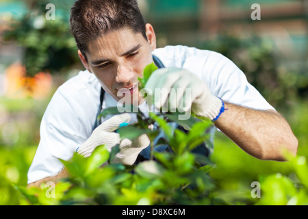 Giovane maschio giardiniere lavora in serra Foto Stock