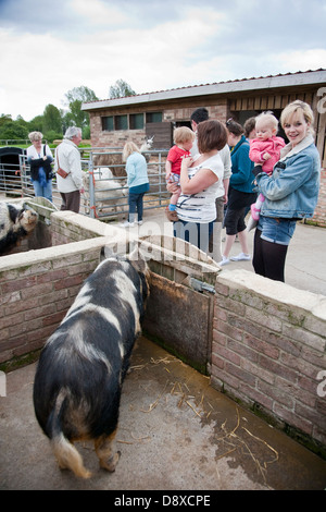 Maiale Kunekune originariamente tenuti dai Maori in Nuova Zelanda Foto Stock