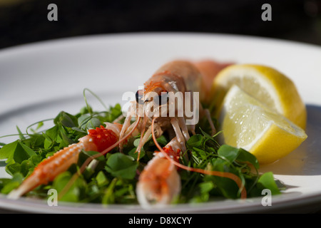 Langoustine o la baia di Dublino i gamberi su un letto di shamrock con una fettina di limone Foto Stock