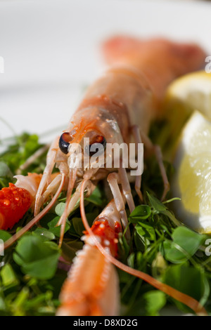 Langoustine o la baia di Dublino i gamberi su un letto di shamrock con una fettina di limone Foto Stock