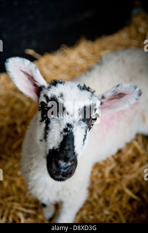 Carino cercando di agnello in attesa di essere alimentato Foto Stock