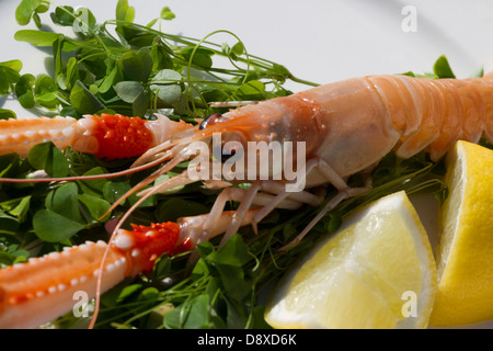 Langoustine o la baia di Dublino i gamberi su un letto di shamrock con una fettina di limone Foto Stock