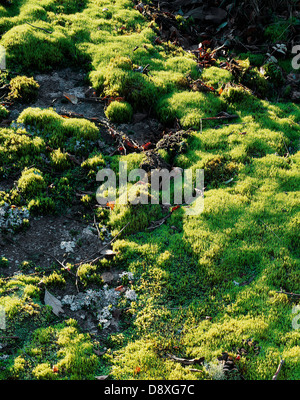Verde muschio cresce su una roccia. Foto Stock
