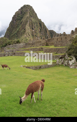 Resident llama a Machu Picchu sito archeologico, Perù Foto Stock