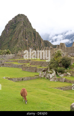 Resident llama a Machu Picchu sito archeologico, Perù Foto Stock