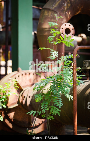 Tree alberello ed erbacce cresce a inutilizzato, una fabbrica abbandonata Foto Stock