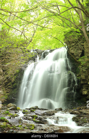 Cascata di fresco verde, Nome è Asamaootaki, Gunma, Giappone Foto Stock