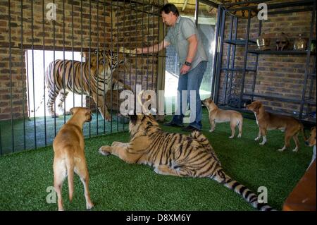 BRAKPAN, SUD AFRICA: Michael Jamison con i suoi due tigri e alcuni dei suoi segugi il 31 maggio 2013, Brakpan, Sud Africa. Jamison adottato Ozzy, in aggiunta al suo 15 cani e 2-anno-vecchio tigre del Bengala. Ozzy ha deformato gambe e piedi come un risultato di malnutrizione dai suoi precedenti proprietari. Jamison invierà Ozzy per chirurgia correttiva una volta che le sue gambe sono più forti. (Foto di Gallo Immagini / Foto24 / Christian Kotze) Foto Stock