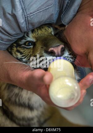 BRAKPAN, SUD AFRICA: Ozzy la tigre siberiana il 31 maggio 2013, Brakpan, Sud Africa. Michael Jamison adottato Ozzy, in aggiunta al suo 15 cani e 2-anno-vecchio tigre del Bengala. Ozzy ha deformato gambe e piedi come un risultato di malnutrizione dai suoi precedenti proprietari. Jamison invierà Ozzy per chirurgia correttiva una volta che le sue gambe sono più forti. (Foto di Gallo Immagini / Foto24 / Christian Kotze) Foto Stock