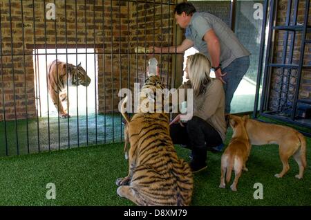 BRAKPAN, SUD AFRICA: Michael Jamison e Jackie Smit hitheir con due tigri e alcuni di loro hounds il 31 maggio 2013, Brakpan, Sud Africa. Jamison adottato Ozzy, in aggiunta al suo 15 cani e 2-anno-vecchio tigre del Bengala. Ozzy ha deformato gambe e piedi come un risultato di malnutrizione dai suoi precedenti proprietari. Jamison invierà Ozzy per chirurgia correttiva una volta che le sue gambe sono più forti. (Foto di Gallo Immagini / Foto24 / Christian Kotze) Foto Stock