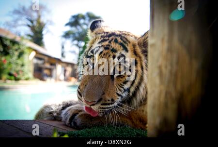 BRAKPAN, SUD AFRICA: Ozzy la tigre siberiana il 31 maggio 2013, Brakpan, Sud Africa. Michael Jamison adottato Ozzy, in aggiunta al suo 15 cani e 2-anno-vecchio tigre del Bengala. Ozzy ha deformato gambe e piedi come un risultato di malnutrizione dai suoi precedenti proprietari. Jamison invierà Ozzy per chirurgia correttiva una volta che le sue gambe sono più forti. (Foto di Gallo Immagini / Foto24 / Christian Kotze) Foto Stock