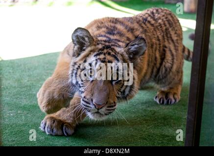 BRAKPAN, SUD AFRICA: Ozzy la tigre siberiana il 31 maggio 2013, Brakpan, Sud Africa. Michael Jamison adottato Ozzy, in aggiunta al suo 15 cani e 2-anno-vecchio tigre del Bengala. Ozzy ha deformato gambe e piedi come un risultato di malnutrizione dai suoi precedenti proprietari. Jamison invierà Ozzy per chirurgia correttiva una volta che le sue gambe sono più forti. (Foto di Gallo Immagini / Foto24 / Christian Kotze) Foto Stock