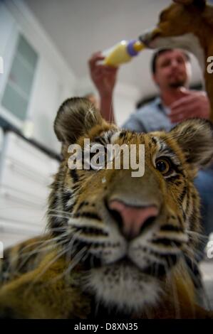 BRAKPAN, SUD AFRICA: Ozzy la tigre siberiana il 31 maggio 2013, Brakpan, Sud Africa. Michael Jamison adottato Ozzy, in aggiunta al suo 15 cani e 2-anno-vecchio tigre del Bengala. Ozzy ha deformato gambe e piedi come un risultato di malnutrizione dai suoi precedenti proprietari. Jamison invierà Ozzy per chirurgia correttiva una volta che le sue gambe sono più forti. (Foto di Gallo Immagini / Foto24 / Christian Kotze) Foto Stock