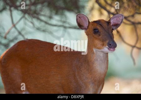 Indian, comune o rosso Muntjac Deer (Muntiacus muntjak). Femmina la masticazione cud. Il Nepal. Foto Stock