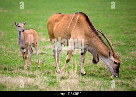 Cape eland (Taurotragus oryx). Mather e giovani Foto Stock