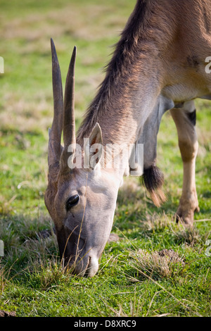 Cape eland (Taurotragus oryx) il pascolo Foto Stock