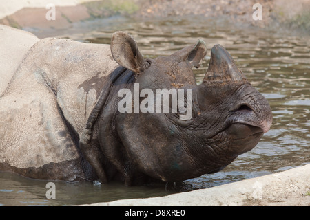 Maggiore uno-cornuto, Asiatica o il rinoceronte indiano (Rhinoceros unicornis). Godendo di una vasca da bagno. Il Nepal. Foto Stock