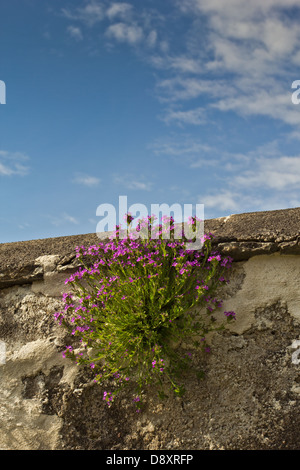 Fioritura di piante di parete a LOGIE GARDENS LOGIE STEADING vicino a Forres Scozia Scotland Foto Stock