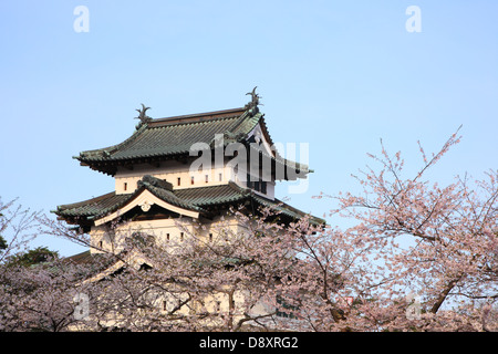 Il castello di Hirosaki e fiori di ciliegio, Aomori, Giappone Foto Stock