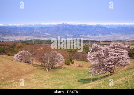 Ciliegio e montagna innevata, Yamagata, Giappone Foto Stock