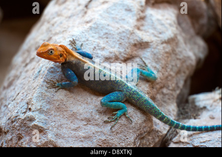 East African Rainbow Lizard Foto Stock