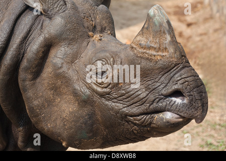 Maggiore uno-cornuto, Asiatica o il rinoceronte indiano (Rhinoceros unicornis). Il Nepal. Foto Stock