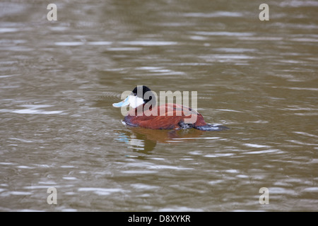 North American rubicondo anatra (j Oxyura jamaicensis.). Maschi in allevamento piumaggio. Foto Stock