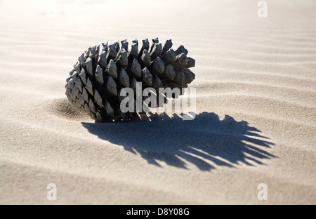 Cono di pino sulla sabbia Foto Stock