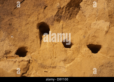 Fori di nidificazione di sabbia Martin (Riparia Riparia) scavate nel banco di sabbia Foto Stock