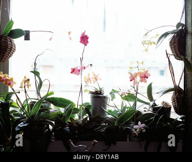 La coltivazione di orchidee in una finestra. Foto Stock