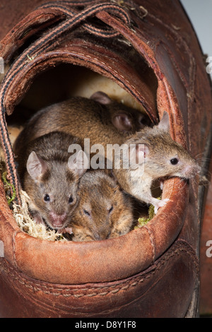 Casa topi (Mus musculus). Esteso gruppo di famiglia in un vecchio calzatura in pelle. Foto Stock