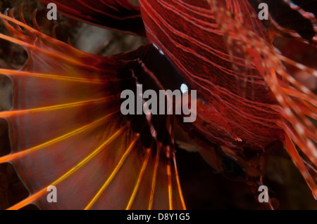 Colori di un leone di aletta (Dendrochirus zebra), Hairball 2 sito di immersione, Lembeh Straits, Nord Sulawesi, Indonesia Foto Stock