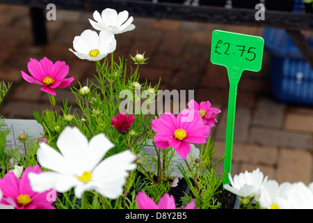 Biancheria da letto estate impianti per la vendita in un centro giardino, Scotland, Regno Unito Foto Stock