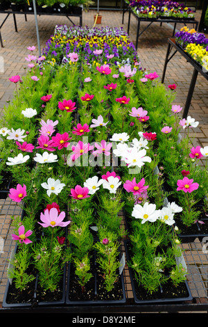 Biancheria da letto estate impianti per la vendita in un centro giardino, Scotland, Regno Unito Foto Stock