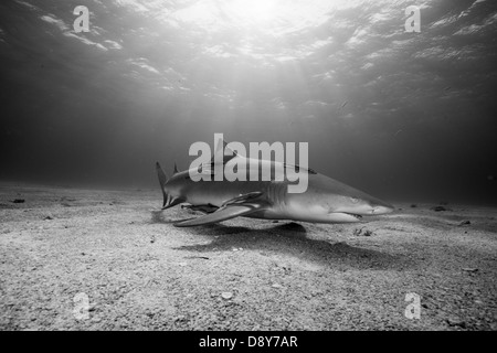 Lo squalo limone, Negaprion brevirostris, Bahamas, dei Caraibi e Oceano Atlantico Foto Stock