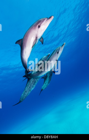 Macchiato atlantico delfini Stenella frontalis, Bahamas, dei Caraibi Foto Stock