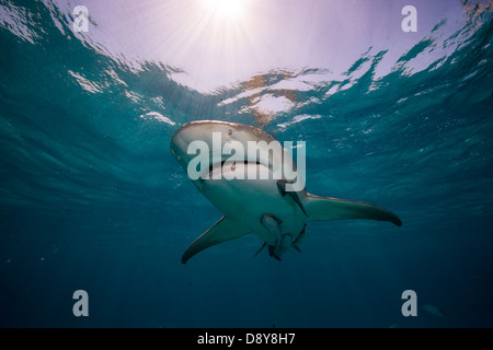 Lo squalo limone, Negaprion brevirostris, Bahamas, dei Caraibi e Oceano Atlantico Foto Stock