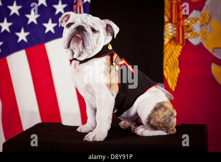 La mascotte ufficiale del US Marine Corps, Bulldog inglese PFC. Chesty XIV, comporta per la sua foto ufficiale Maggio 15, 2013 nel Pentagono, Arlington VA . Chesty XIV sarà ufficialmente assumere come la mascotte quando il suo predecessore, Sgt. Chesty XIII, si ritira nell'autunno del 2013. Foto Stock