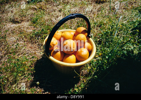 Arance in un cestello. Foto Stock