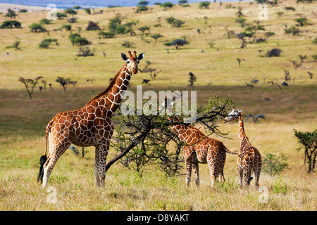 Giraffa reticolata pascolare.Kenya Foto Stock