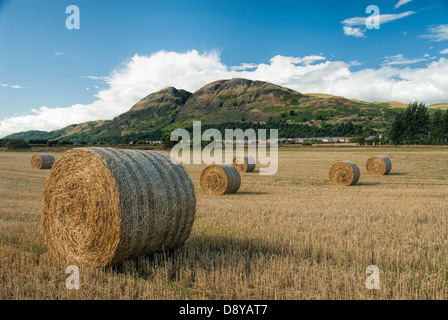 Laminati di balle di paglia con Dumyat Hill in background Foto Stock