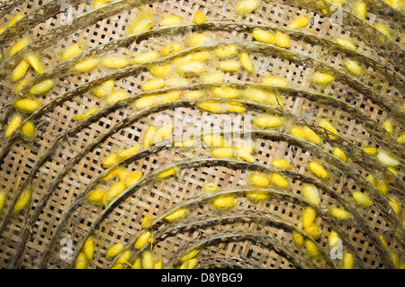 Il vivido giallo bozzoli di bachi da seta pronte per essere raccolte in una fase di allevamento e la produzione di seta Asiatica di Agricoltura Foto Stock